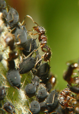 ants and aphises.jpg