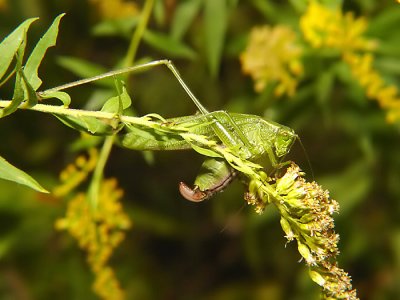 grasshoppers_katydids