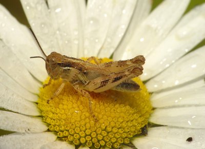Grasshopper11.jpg