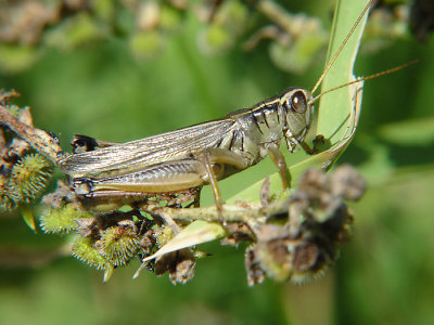 Grasshopper2.jpg