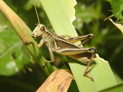 Grasshopper3.jpg