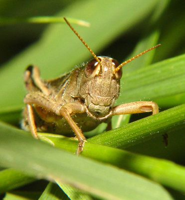 Grasshopper4.jpg