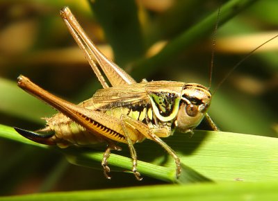 Grasshopper5.jpg