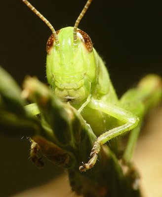 Grasshopper6.jpg