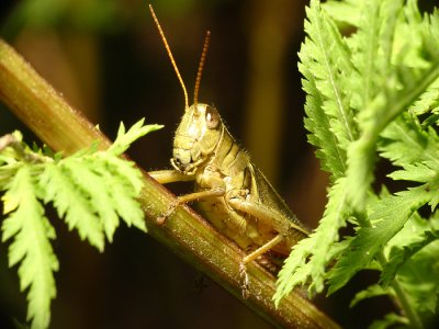 Grasshopper7.jpg