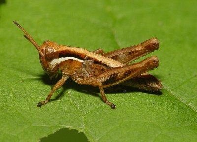 Grasshopper8.jpg