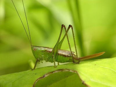 Grasshopper9.jpg