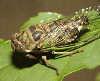 hoppers_cicadas