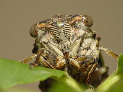 Cicada2.jpg