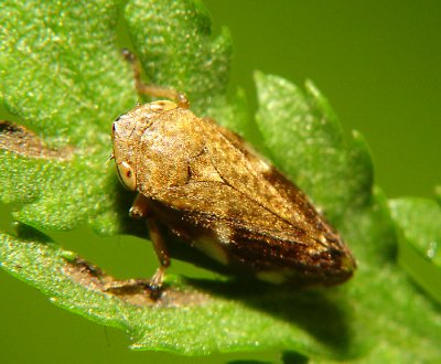 Hopper1.jpg