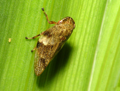 Hopper2.jpg