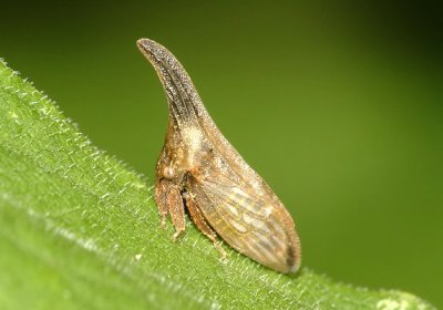Hopper4.jpg