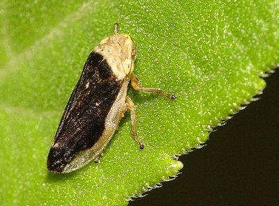 Hopper5.jpg