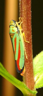 Hopper6.jpg