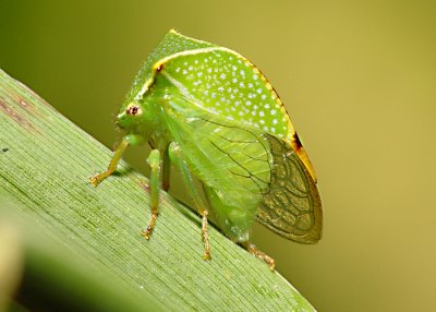 Hopper8.jpg