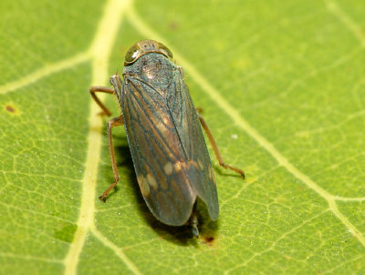 Hopper9.jpg