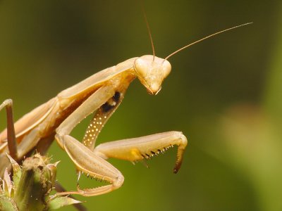 Mantid6.JPG