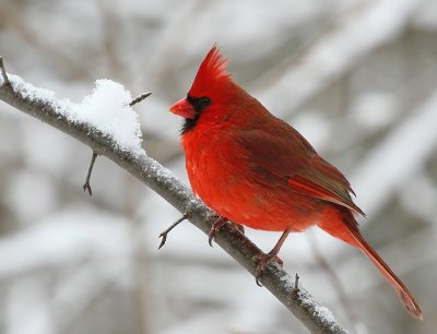 Cardinal_1.jpg