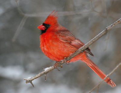 Cardinal_2.jpg