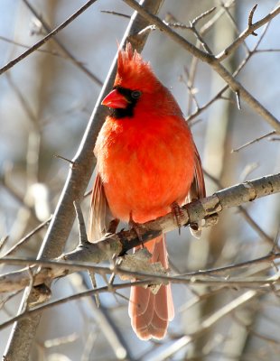 Cardinal_3.jpg