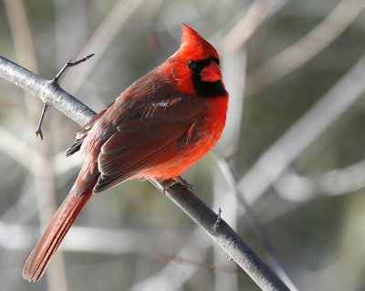 Cardinal_5.jpg