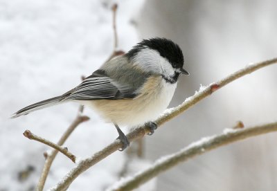 Chickadee.JPG