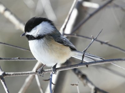 Chickadee_1.jpg