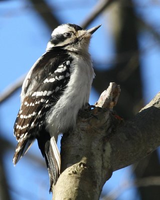 DownyWoodpecker.JPG