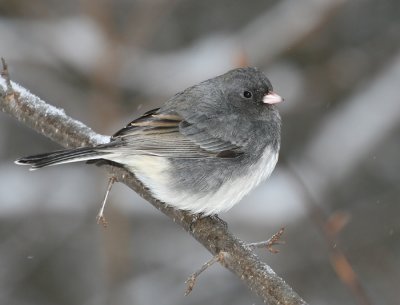 Junco.jpg