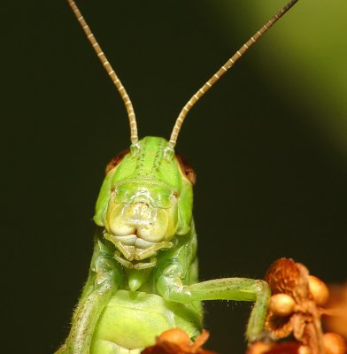 Grasshopper.jpg
