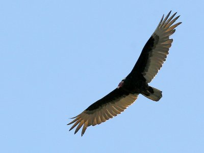 Vulture.jpg