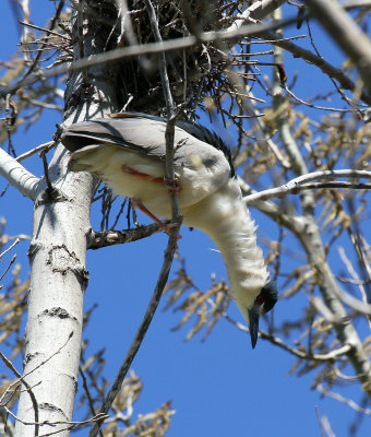 Black-crowned Night-Heron_2.jpg