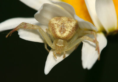 Crab spider1.JPG