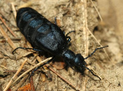 Oil beetle.jpg