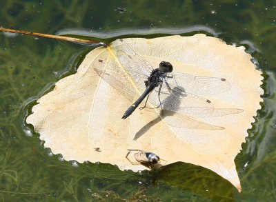 Dragon and water bug.jpg