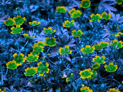 Potentilla_BV6_P1060156_bv_c.jpg