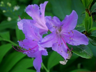 Rhododendron_VIS_P1060283_c.jpg