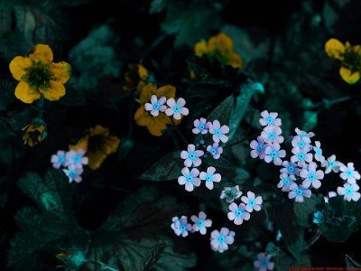 Myosotis_BV6_P1050943a_c.jpg