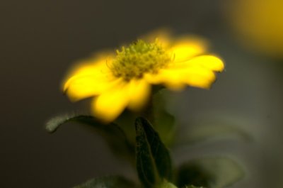 Mexican Zinnia VIS@f1.5_DSC7704axk2.jpg