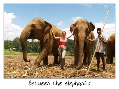 Between the elephants