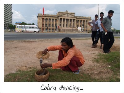 Cobra dancing