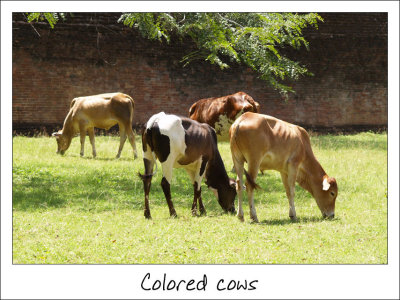Colored cows