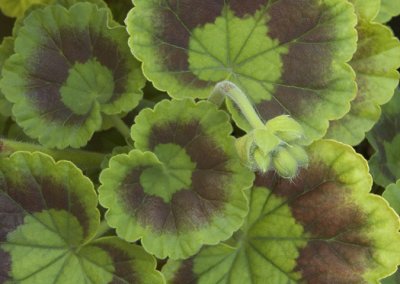 Anchorage Botanical Garden.jpg