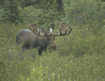 Denali Bull Moose.jpg