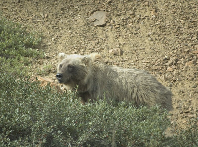 Denali Griz Portrait.jpg