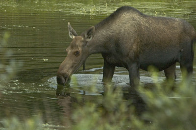 Denali Moose Cow 1.jpg