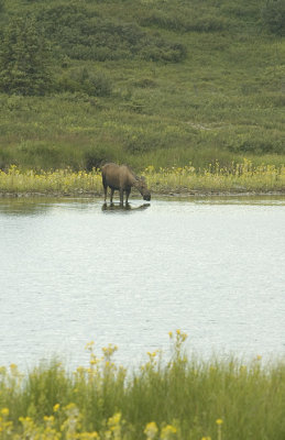Denali Moose Cow 2.jpg