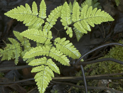 New fern - old fence.jpg