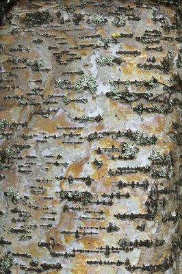 Talkeetna Birch.jpg