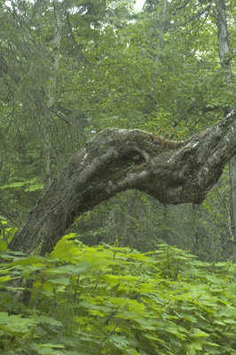 KincaidBeast.jpg